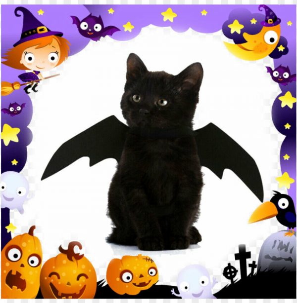 Animal Pet Dog Cat Black Bat Vampire Halloween Fancy Dress Costume Wings Rubies - Image 4